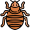 bedbug